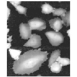Image Cytoplasms_t0