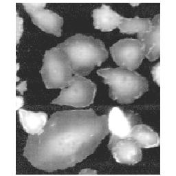 Image Cytoplasms_t6