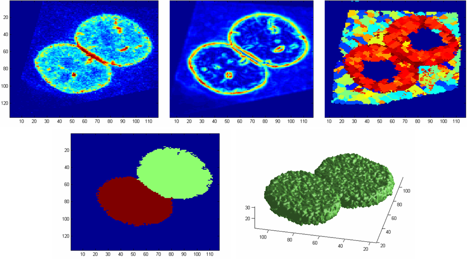 Image THREED_cell_seg