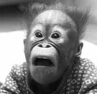 monkey